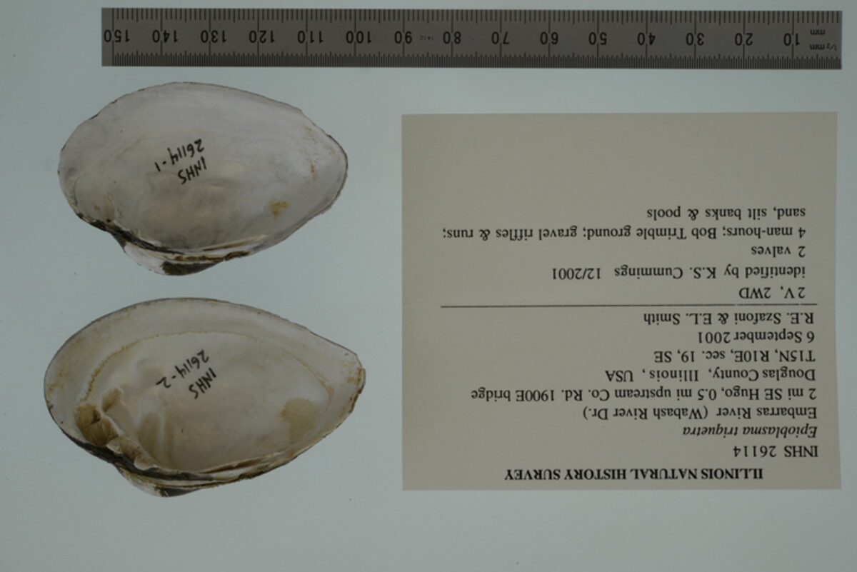 Epioblasma image