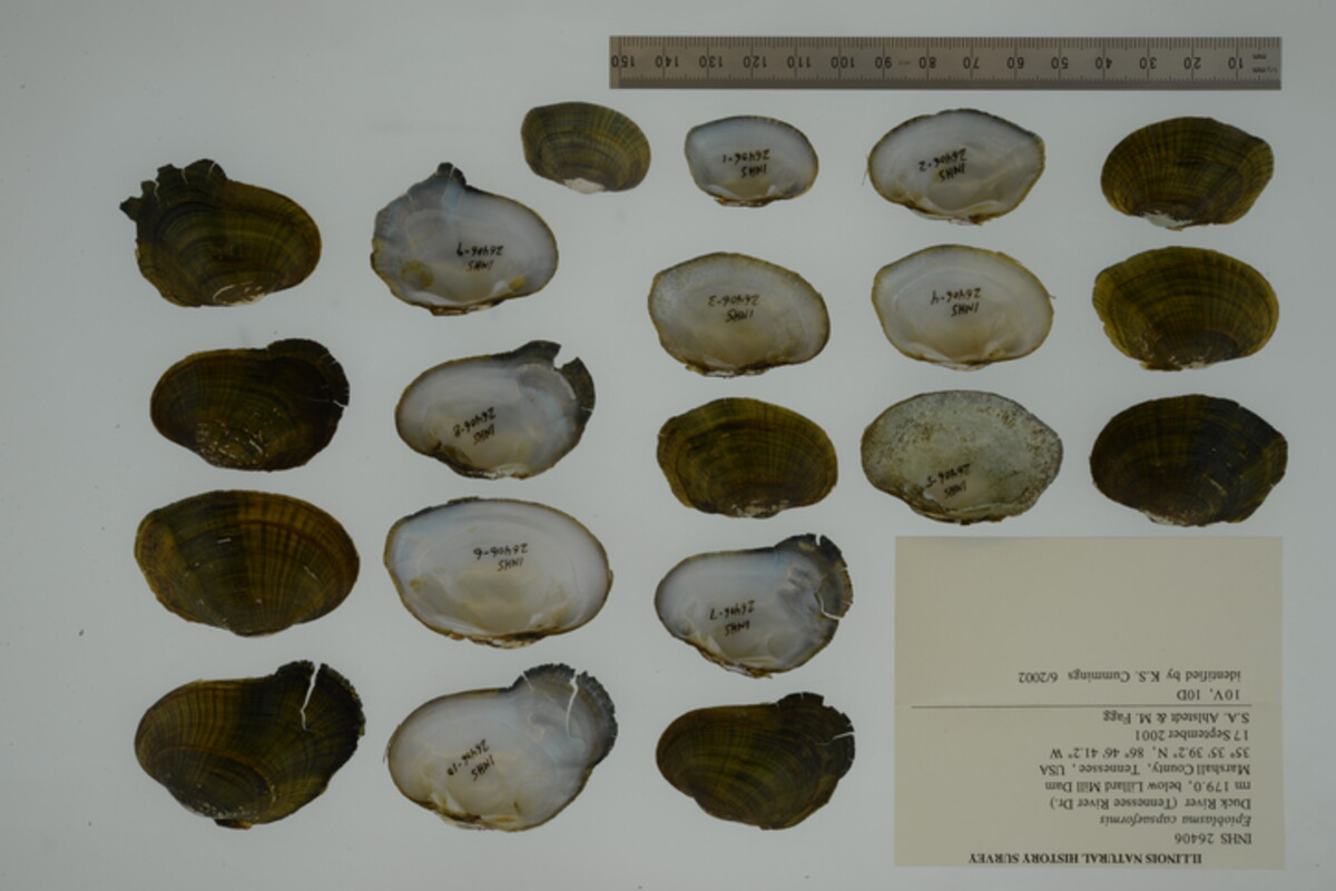 Epioblasma capsaeformis image