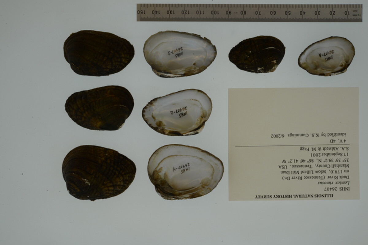 Lemiox rimosus image