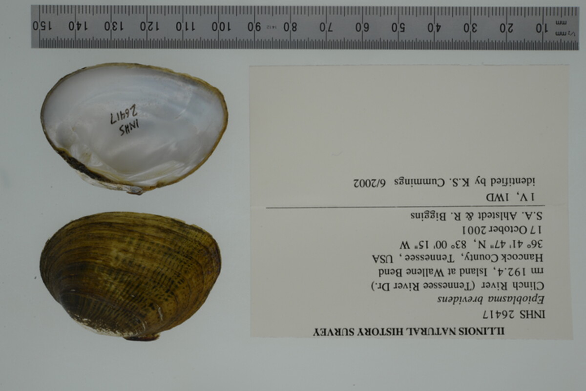 Epioblasma brevidens image