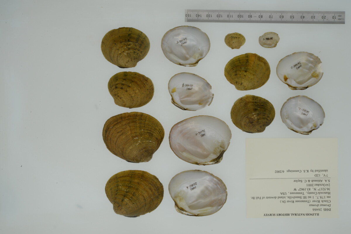 Dromus dromas image