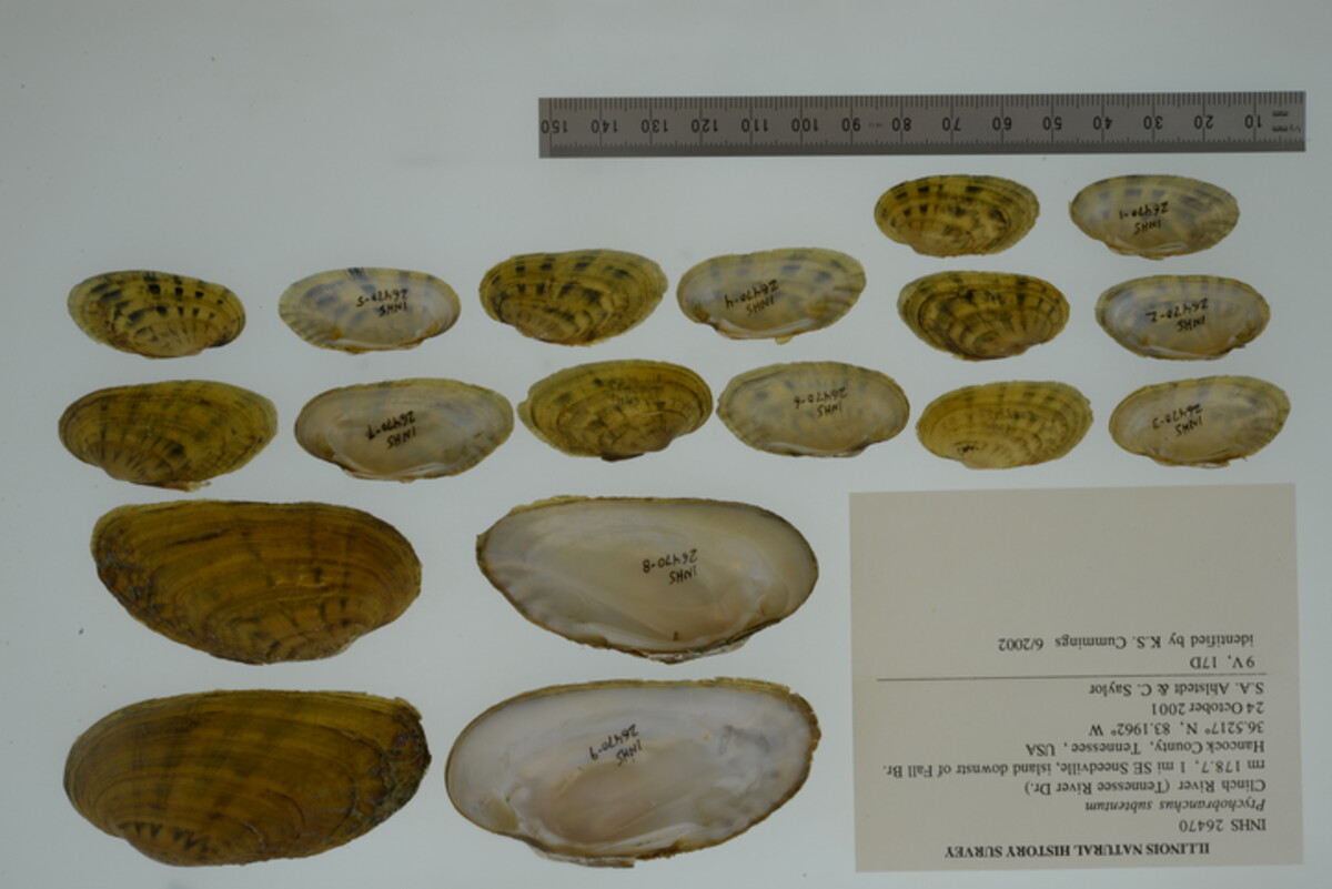 Ptychobranchus image