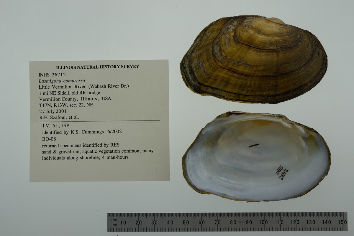 Lasmigona compressa image