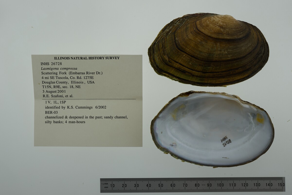 Lasmigona compressa image