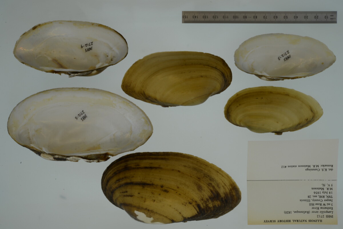 Lampsilis teres image