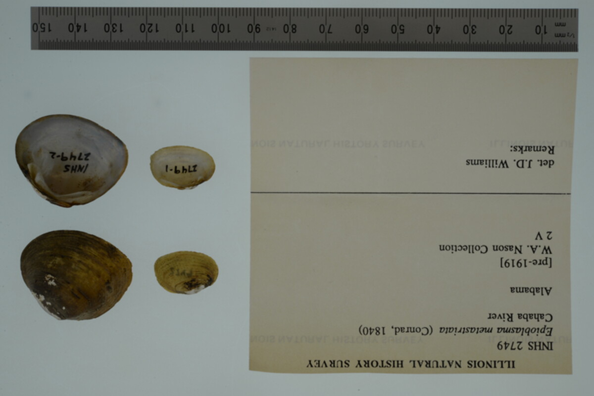 Epioblasma metastriata image