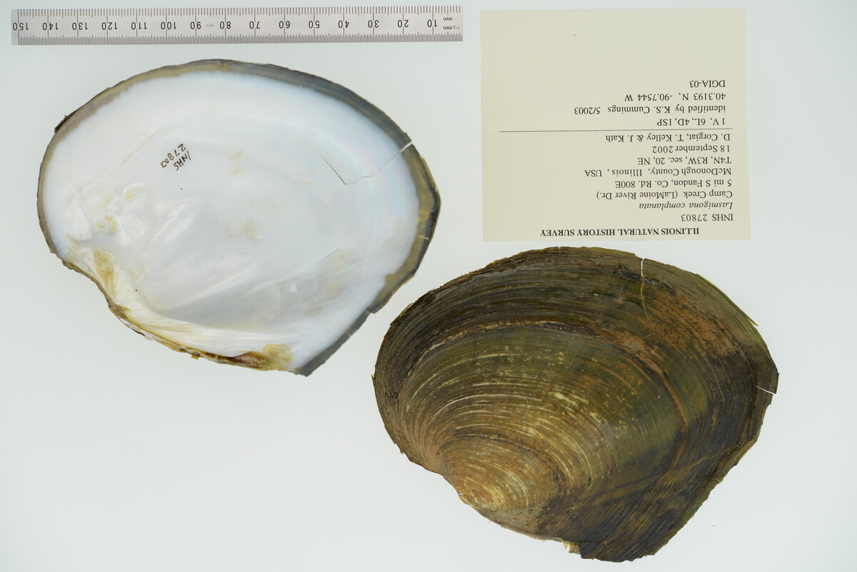 Lasmigona complanata image