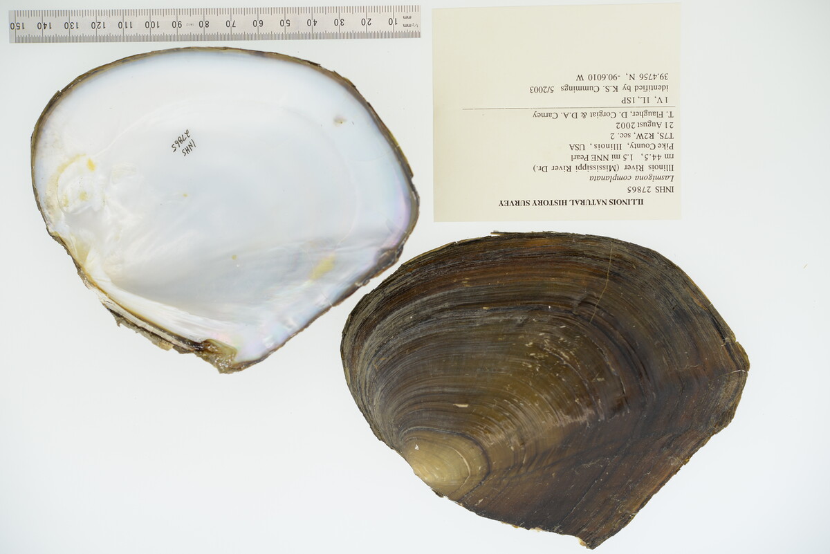 Lasmigona complanata image