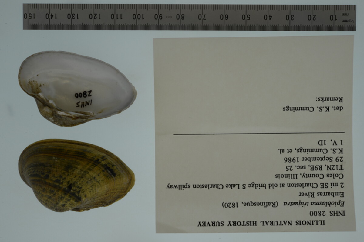 Epioblasma triquetra image