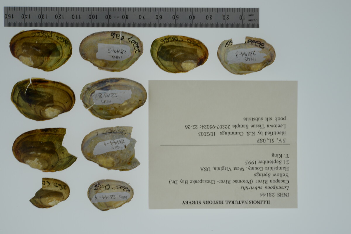 Lasmigona subviridis image