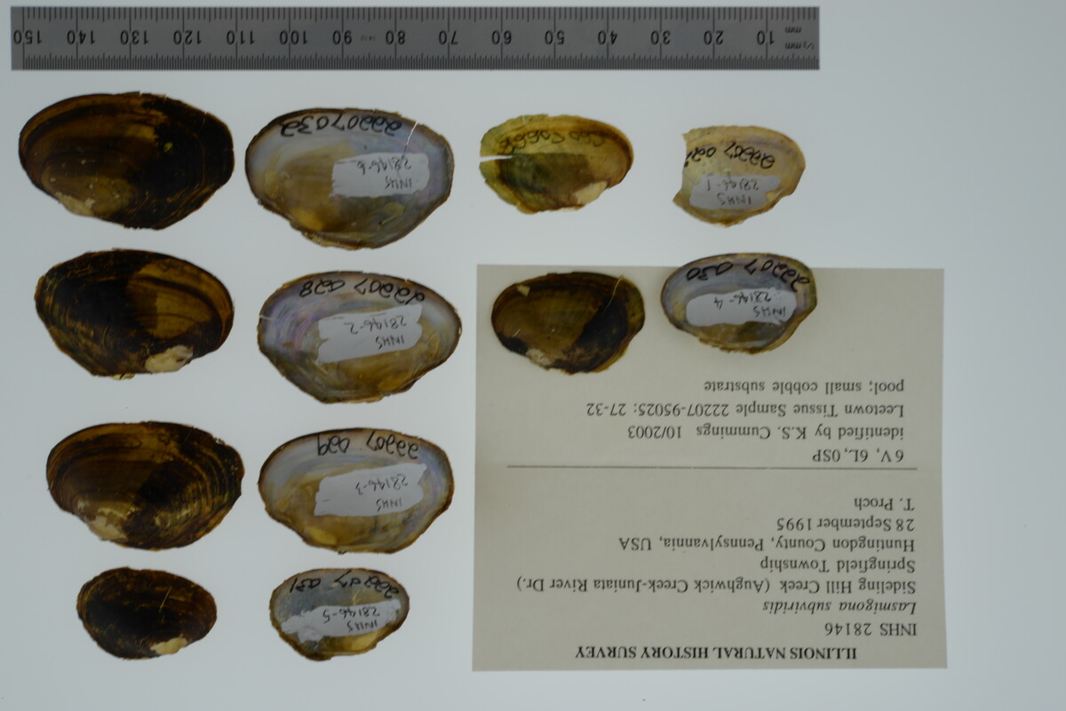 Lasmigona subviridis image