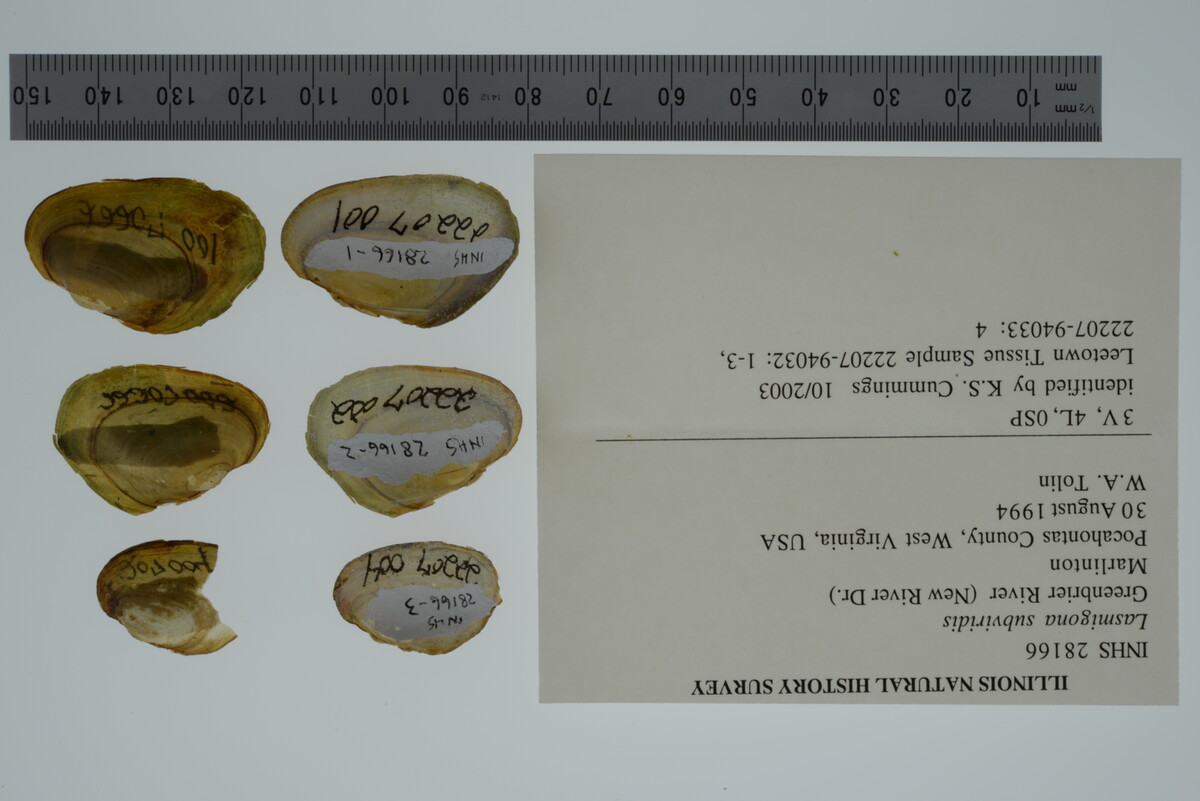 Lasmigona subviridis image