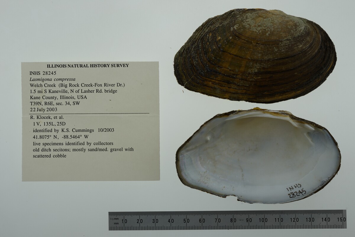 Lasmigona compressa image