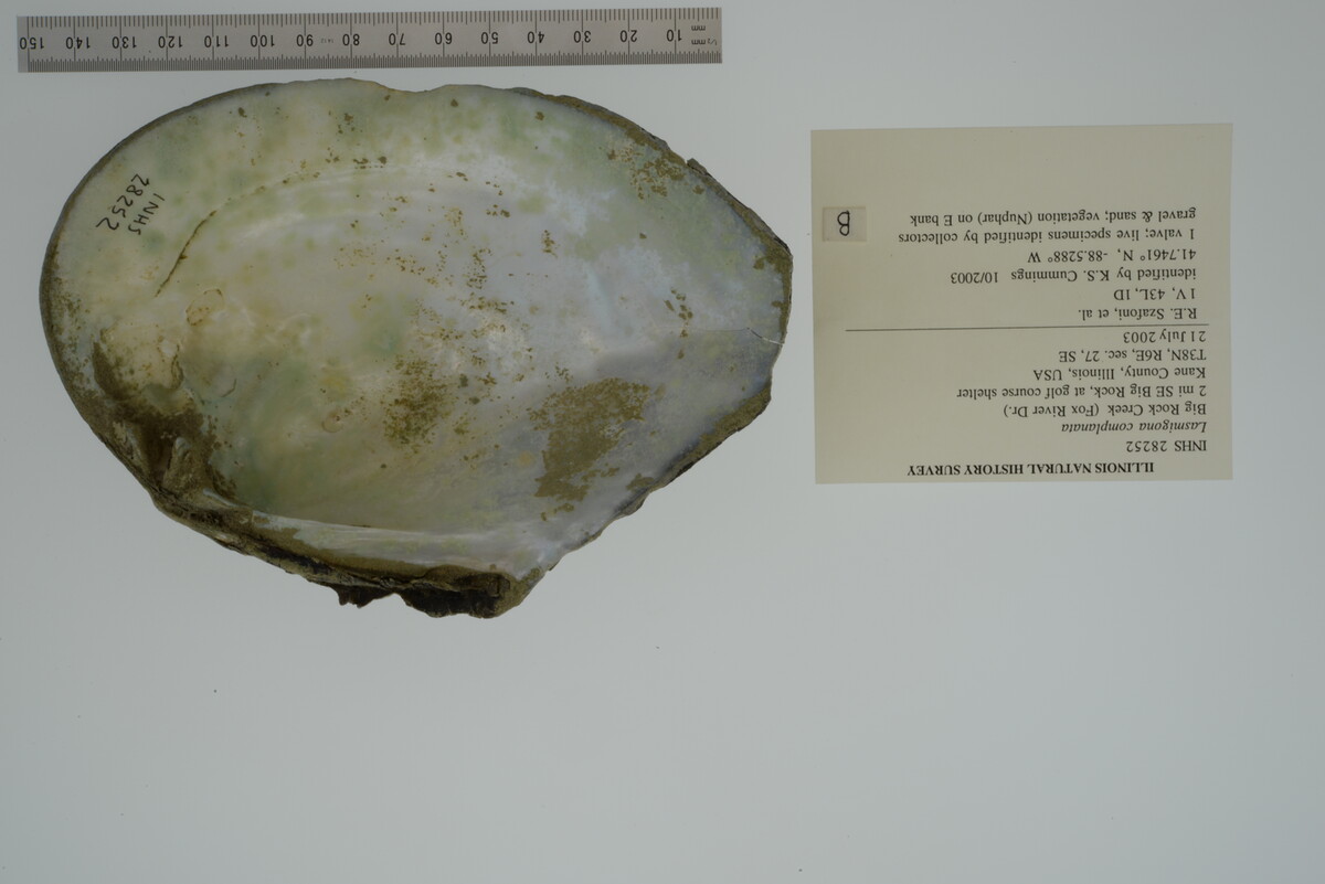 Lasmigona complanata image
