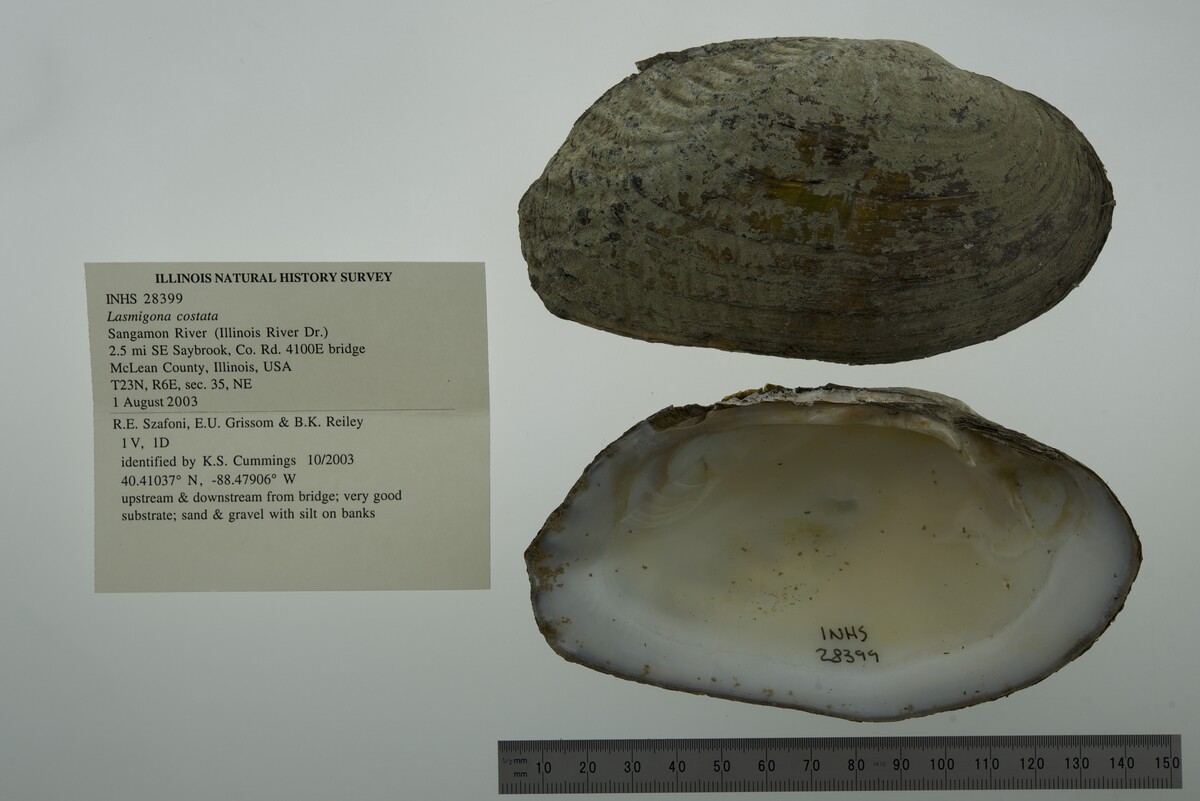 Lasmigona costata image