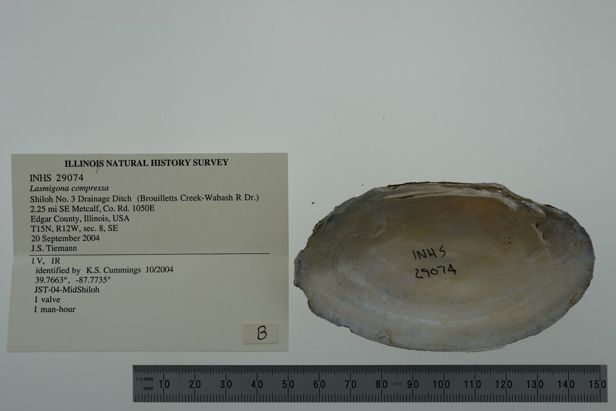 Lasmigona compressa image