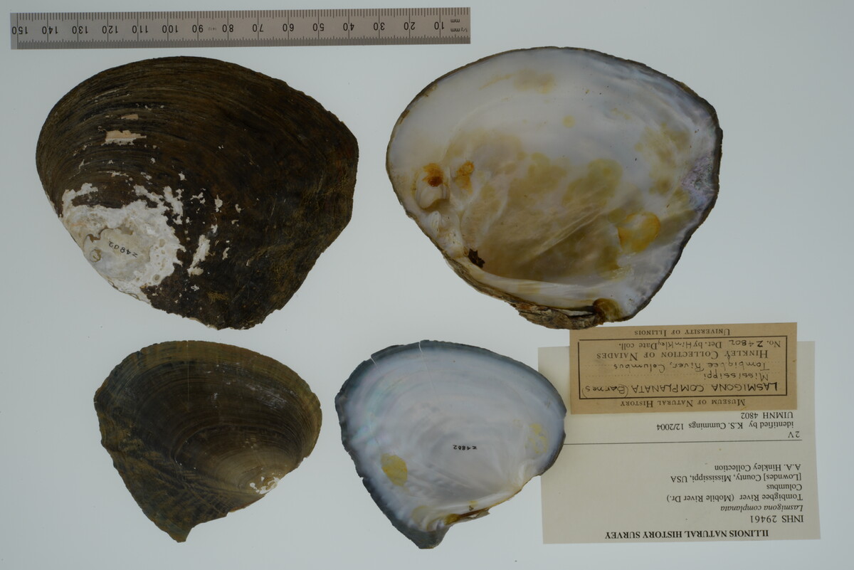Lasmigona complanata image