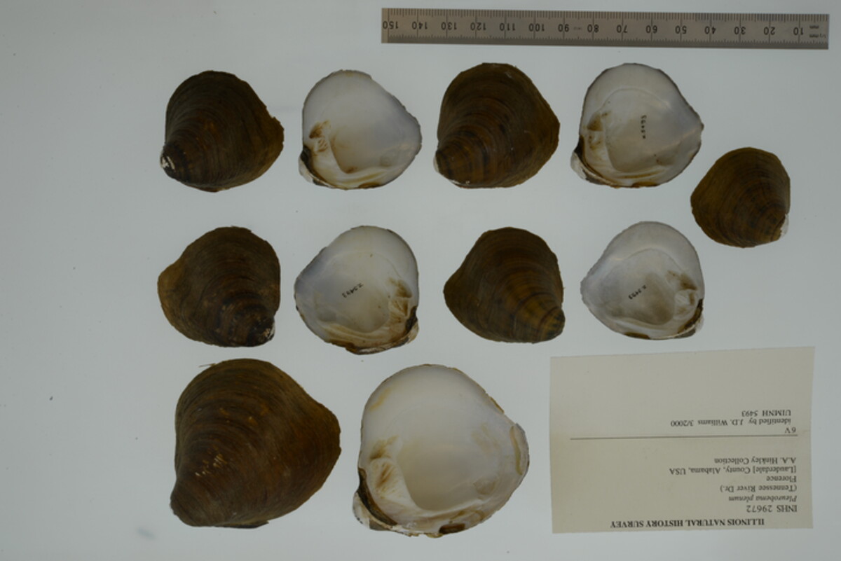 Pleurobema plenum image