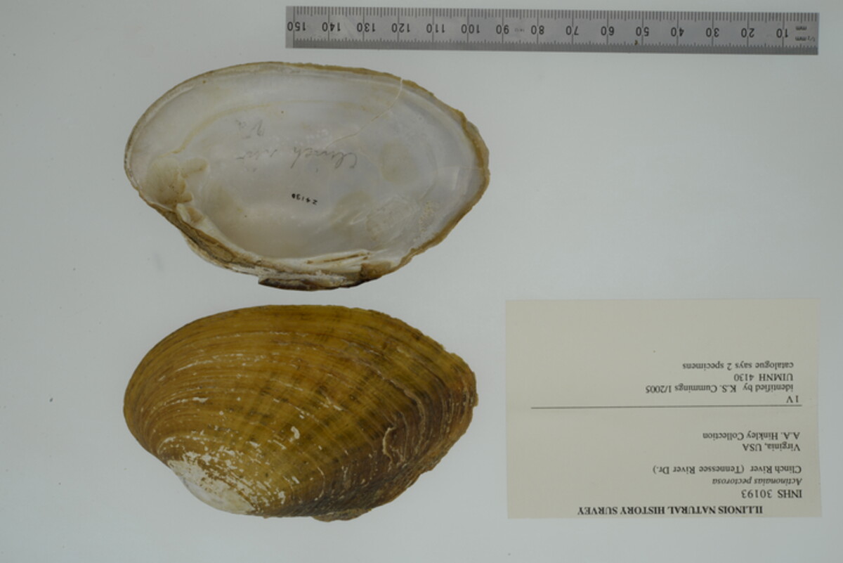 Ortmanniana pectorosa image