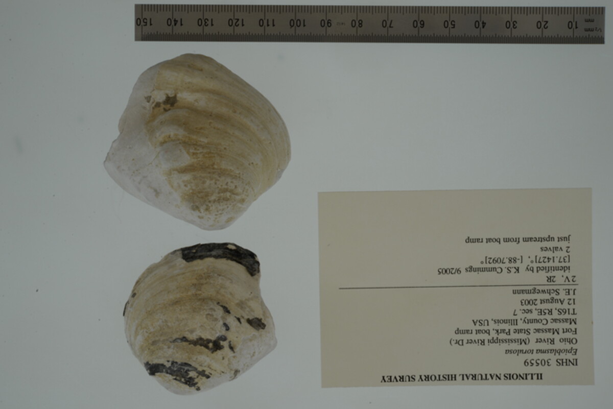 Epioblasma torulosa image