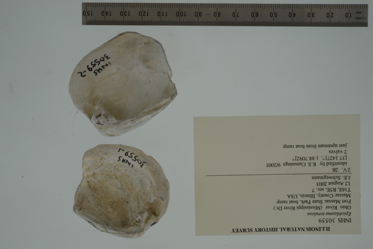 Epioblasma torulosa image