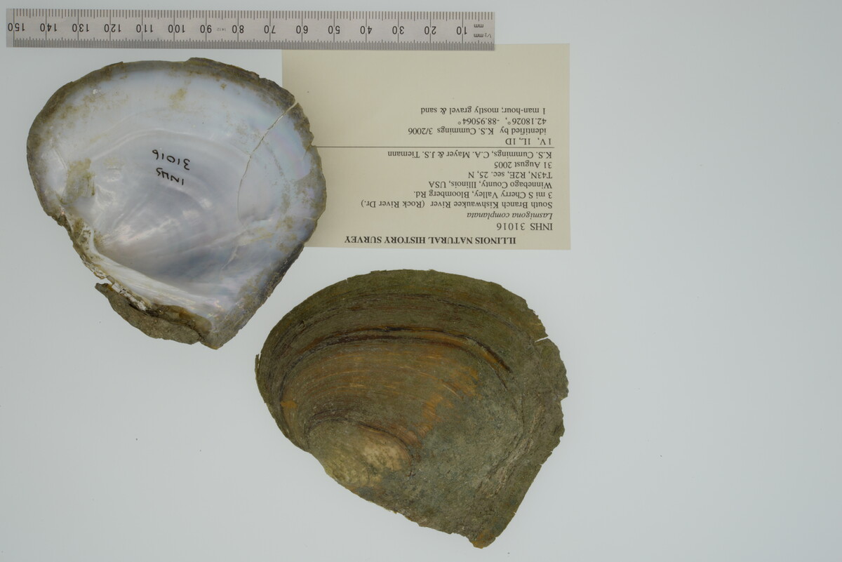 Lasmigona complanata image