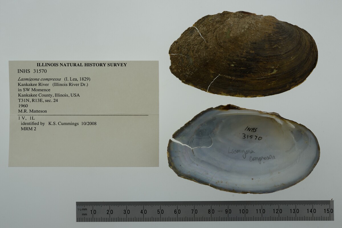 Lasmigona compressa image
