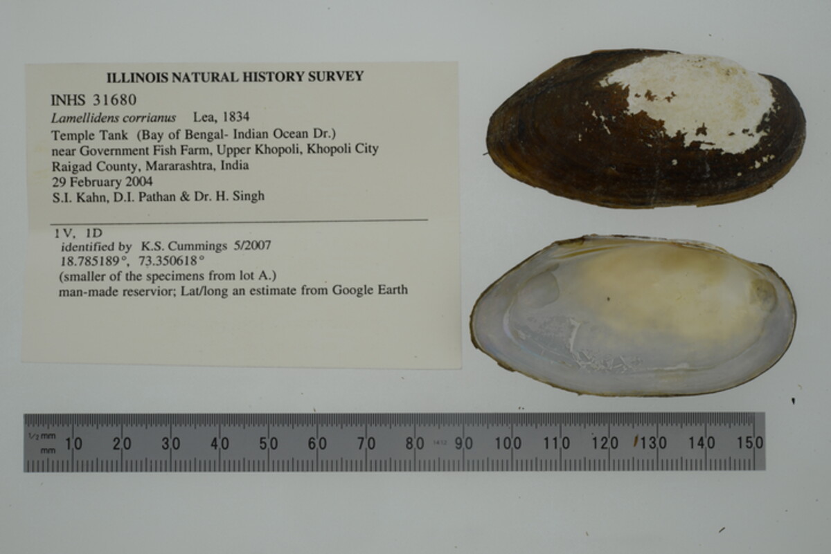 Lamellidens corrianus image