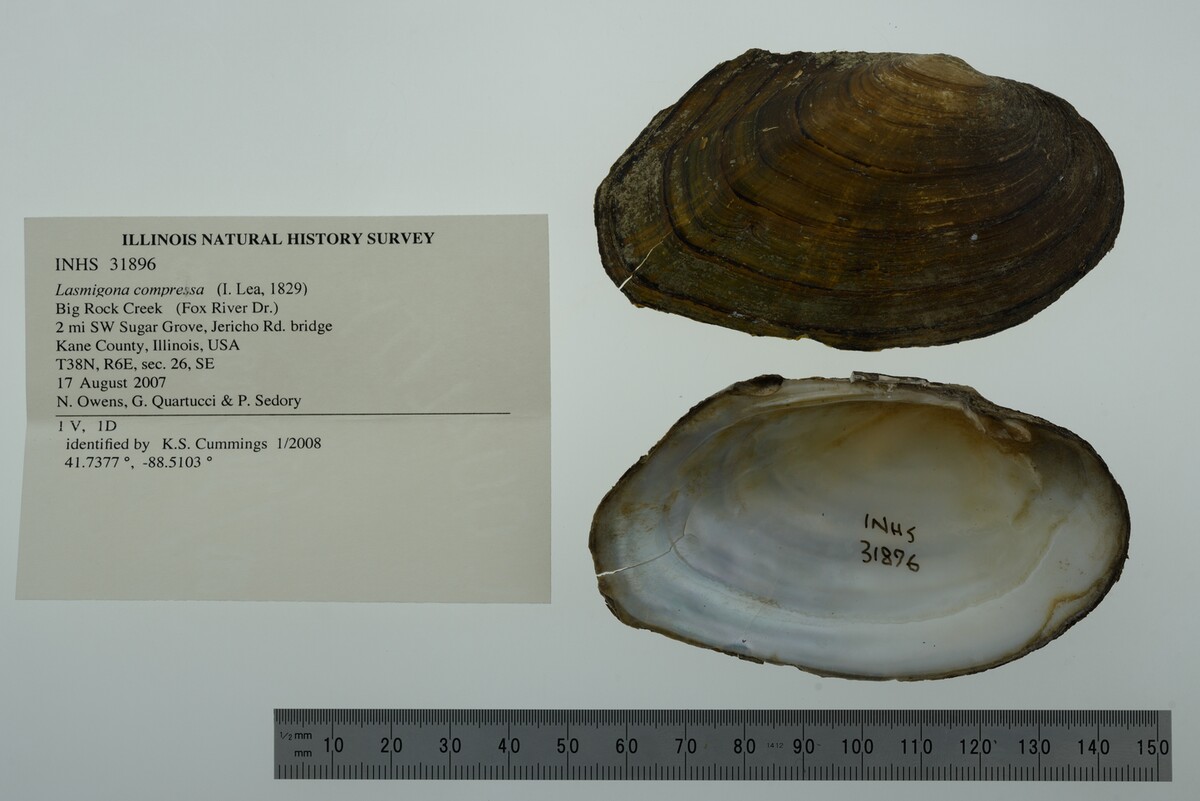 Lasmigona compressa image