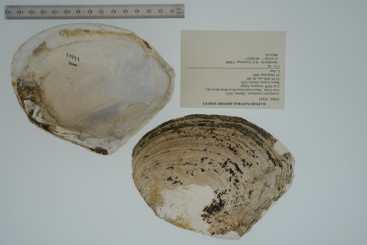 Lasmigona complanata image