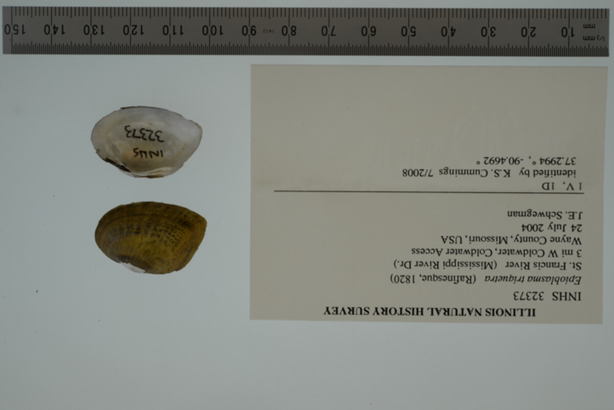 Epioblasma triquetra image