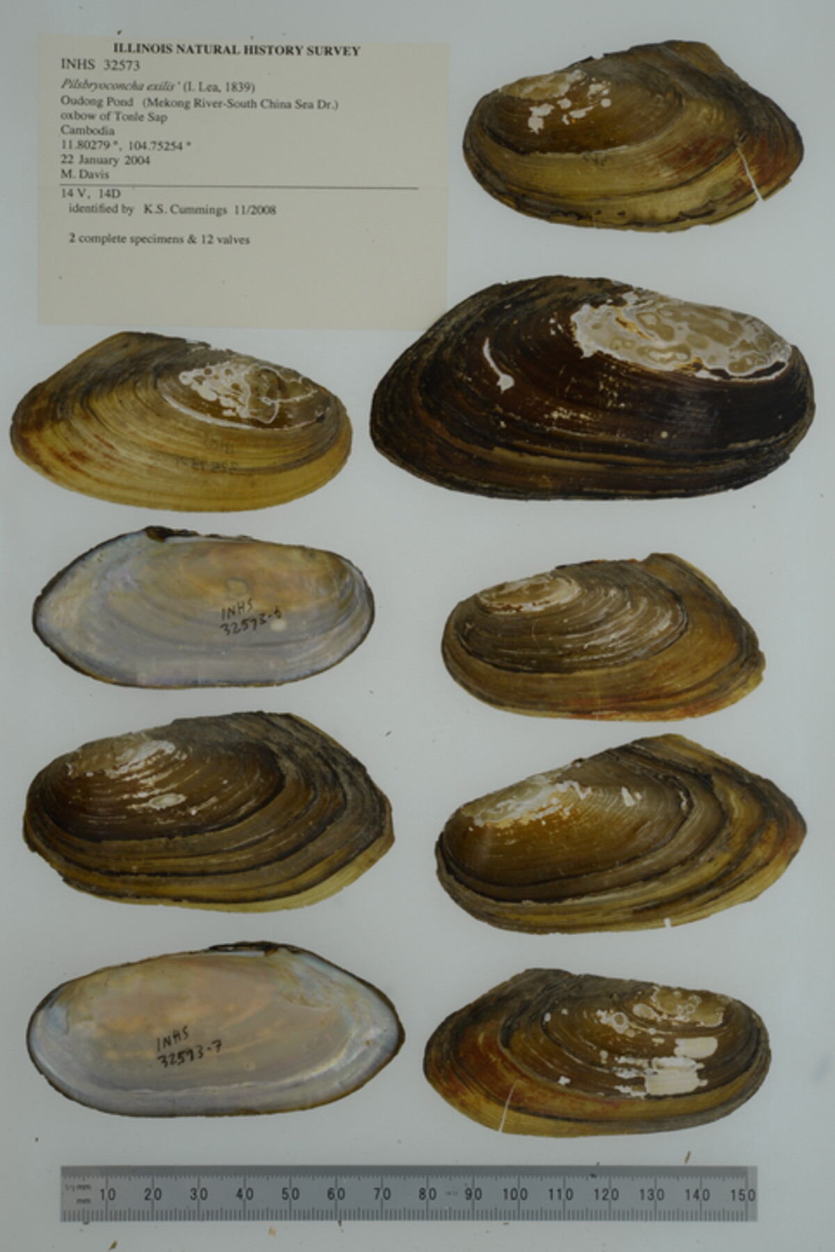 Pilsbryoconcha exilis image