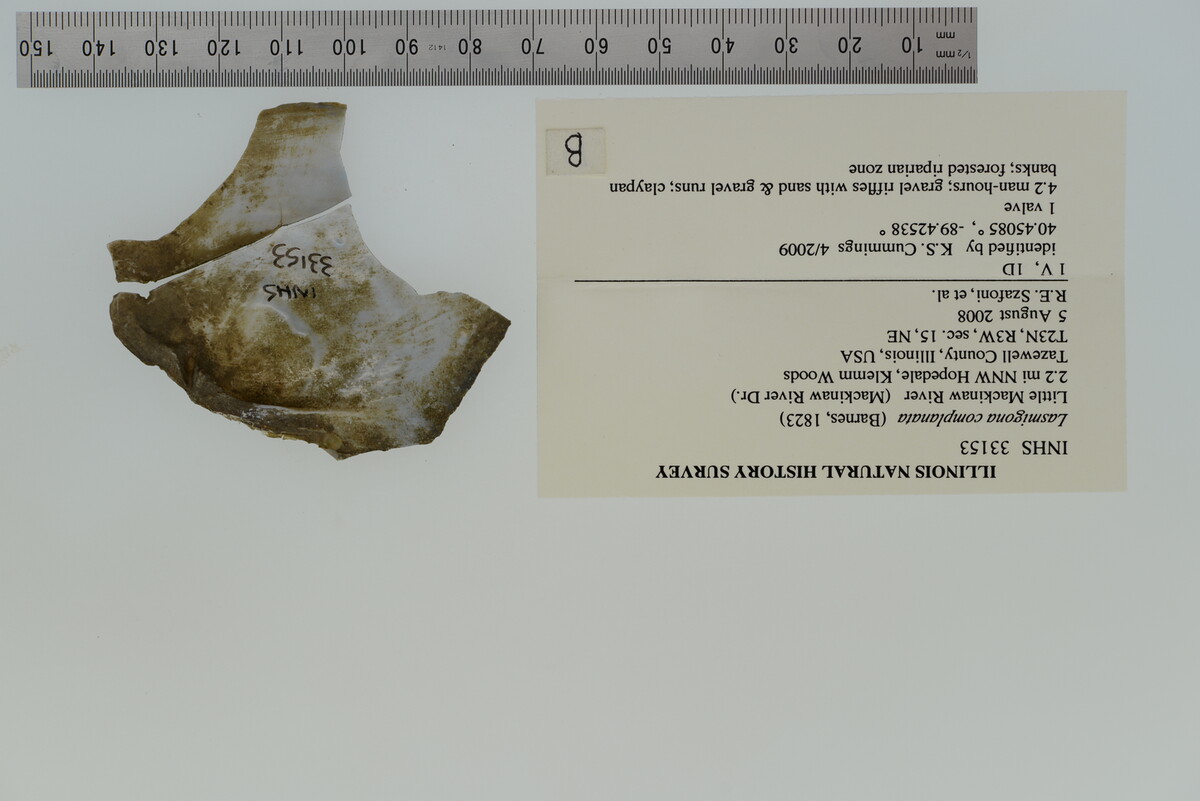 Lasmigona image