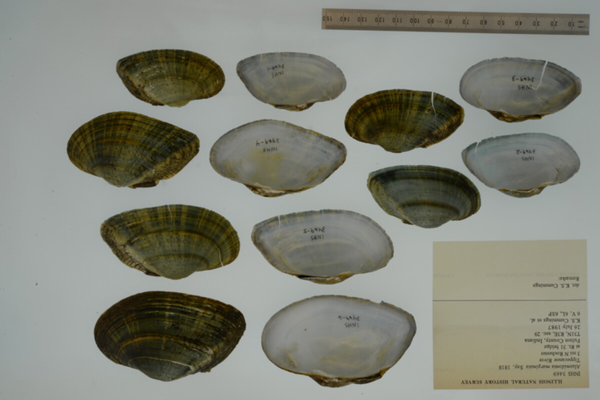 Alasmidonta marginata image