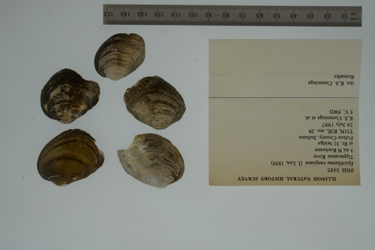 Epioblasma image