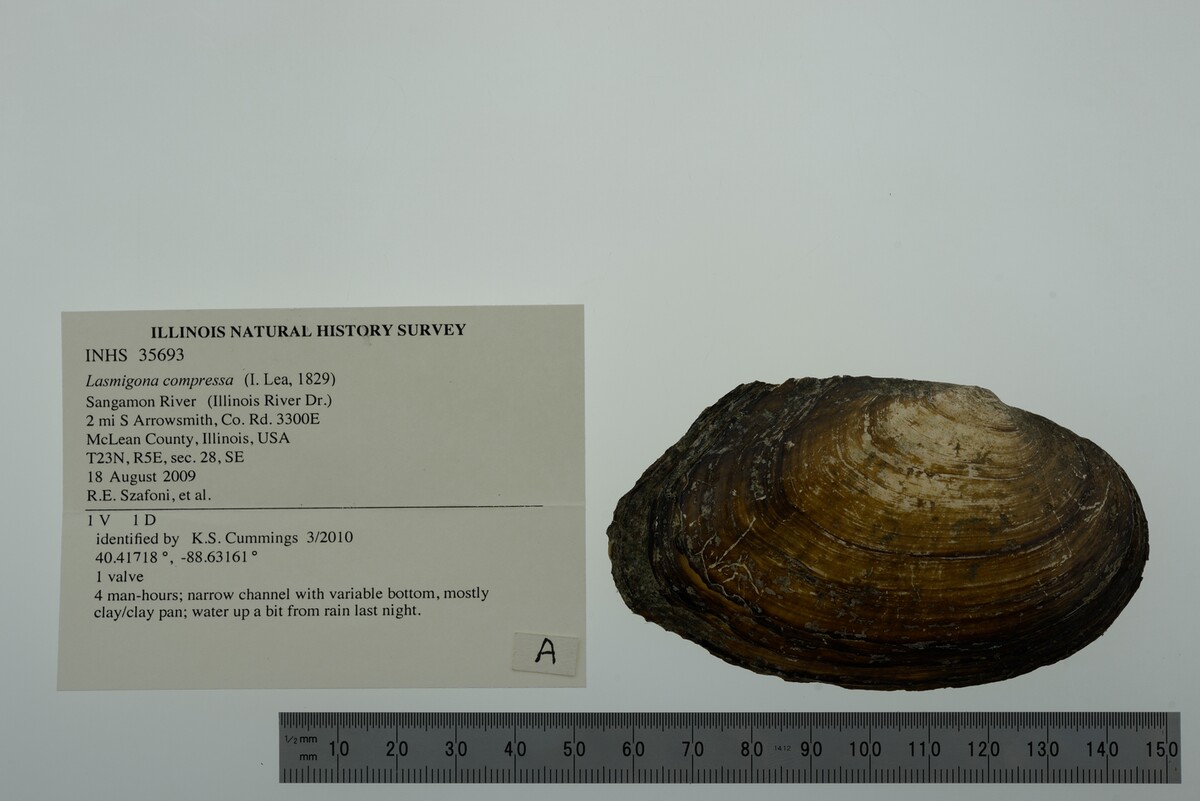 Lasmigona compressa image