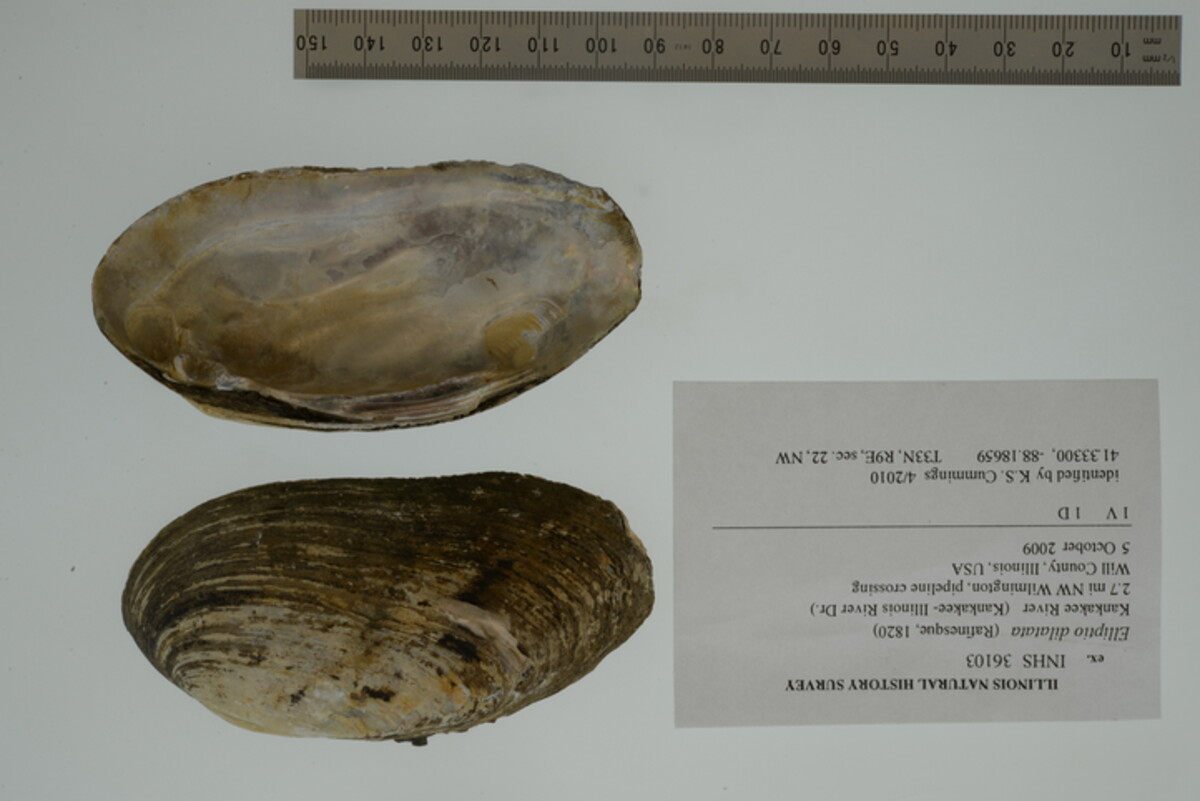 Elliptio dilatata image