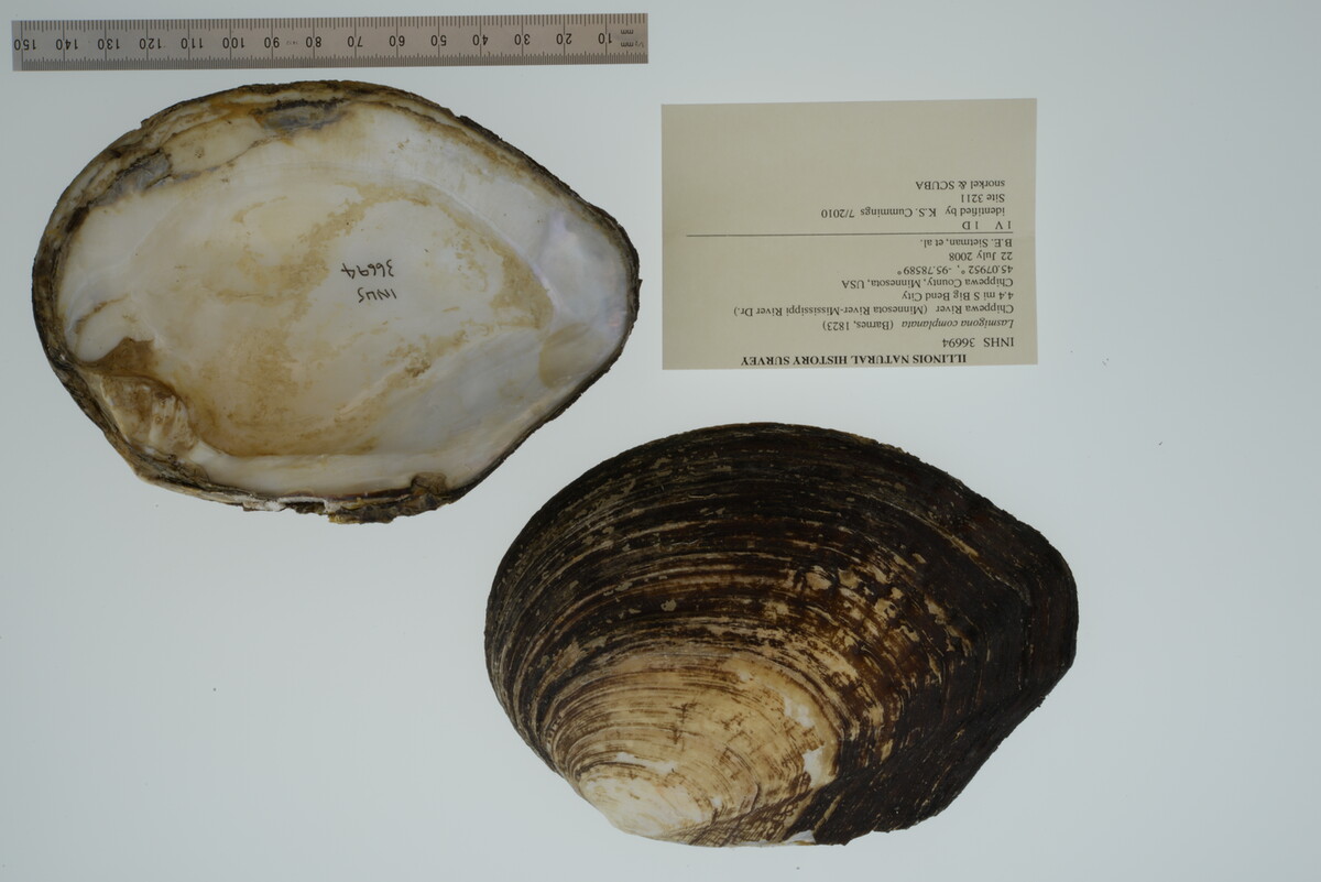 Lasmigona complanata image