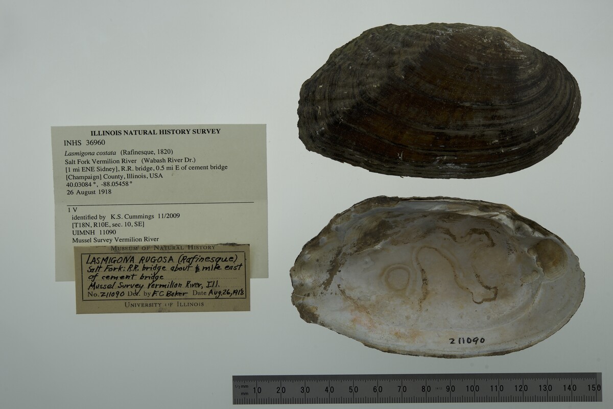 Lasmigona costata image