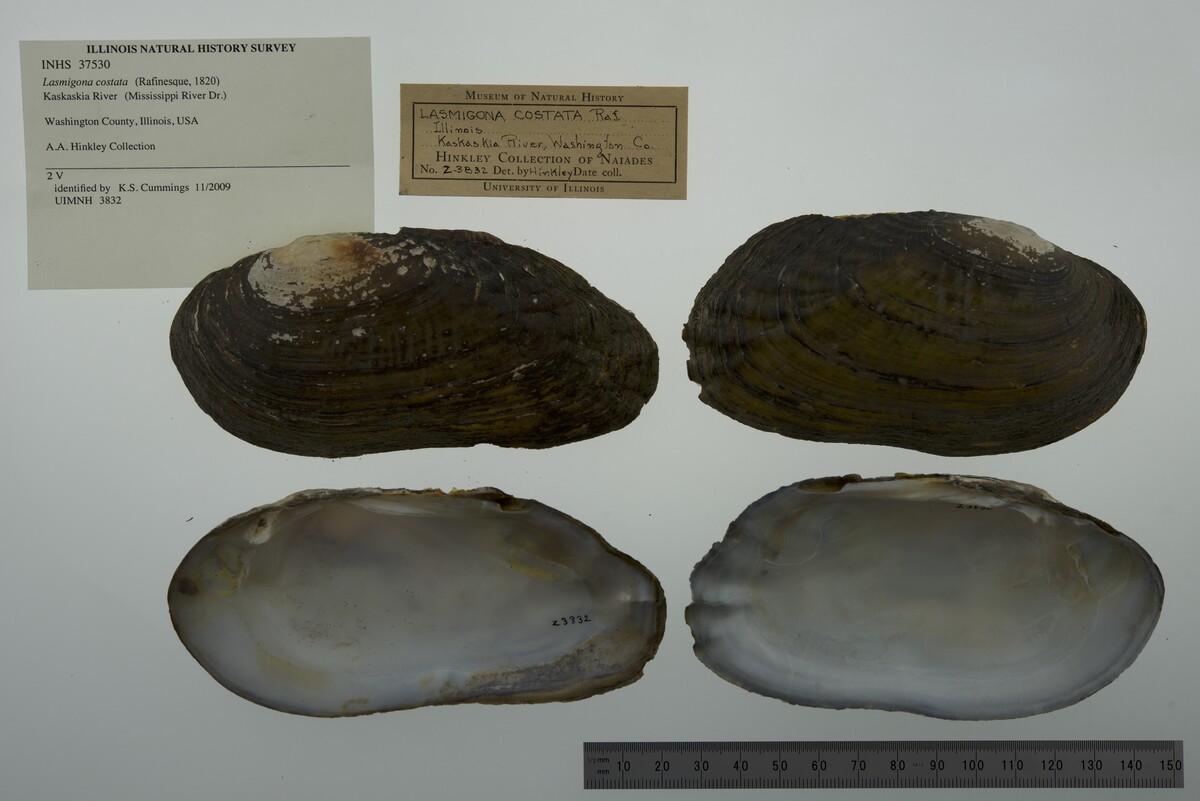 Lasmigona costata image
