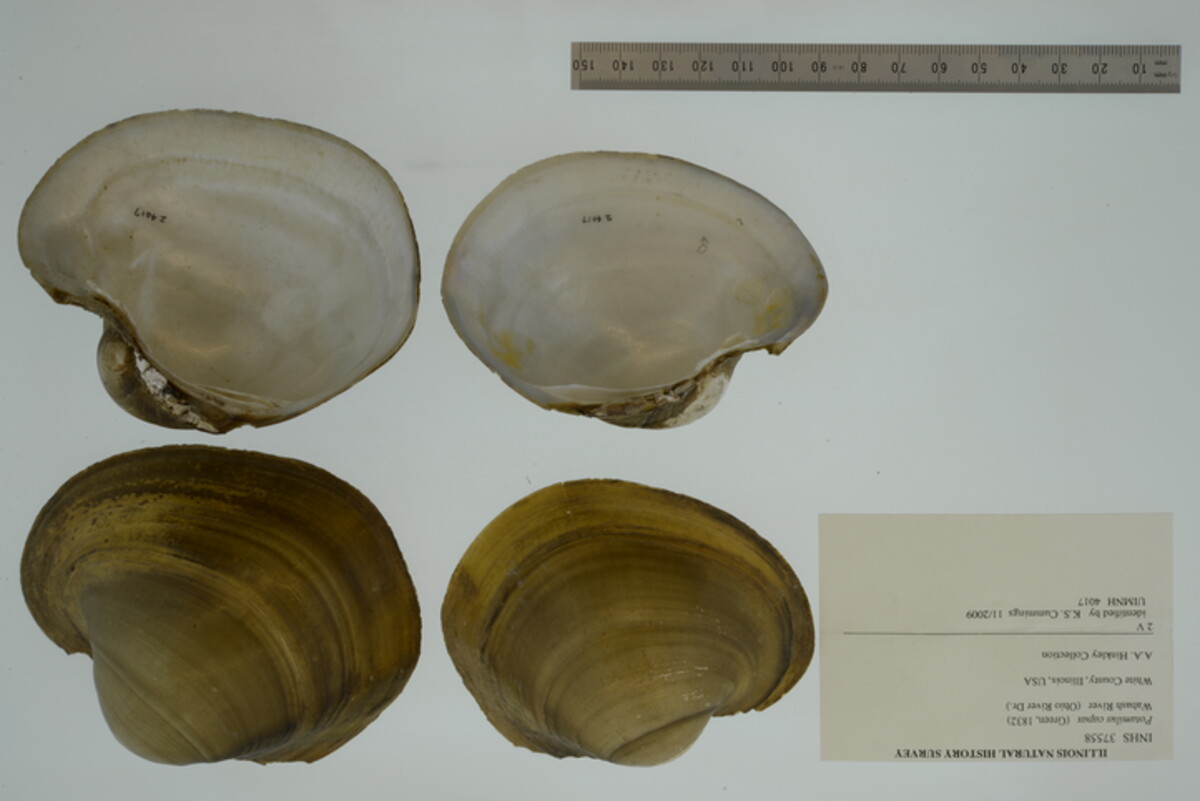 Potamilus capax image