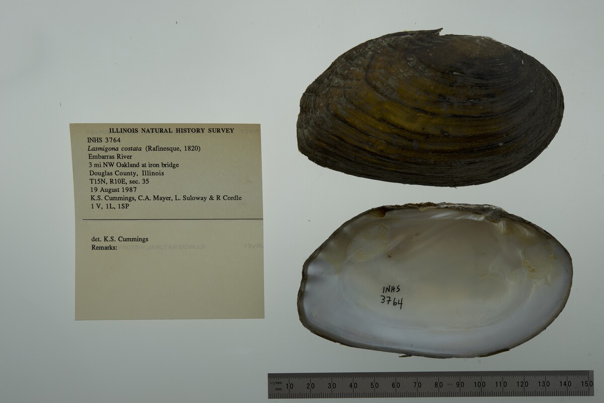Lasmigona costata image