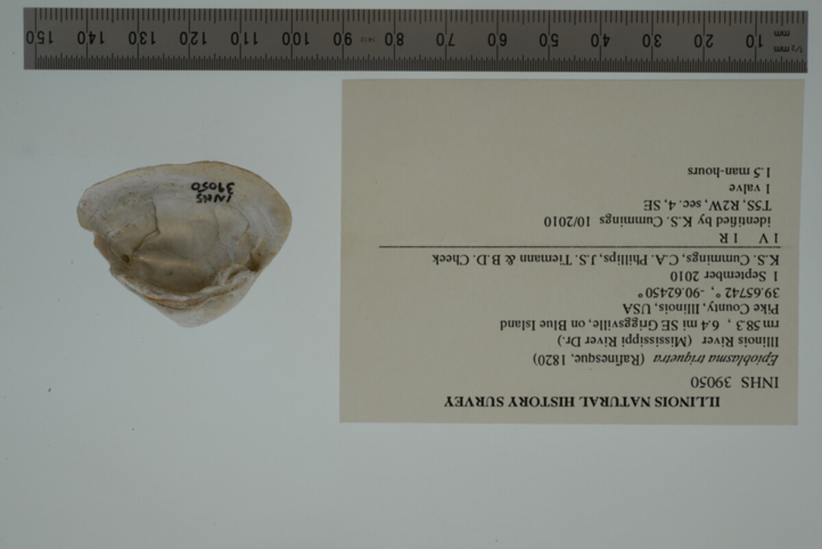 Epioblasma triquetra image