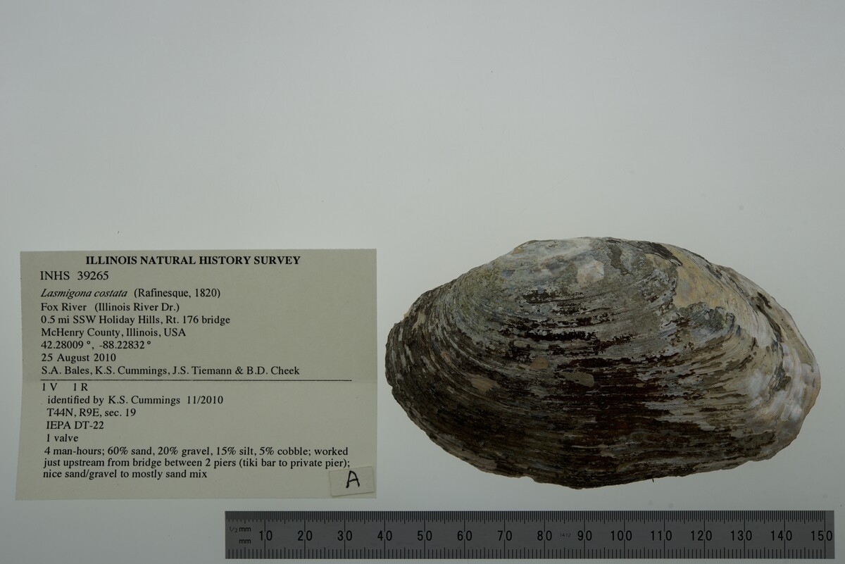 Lasmigona costata image
