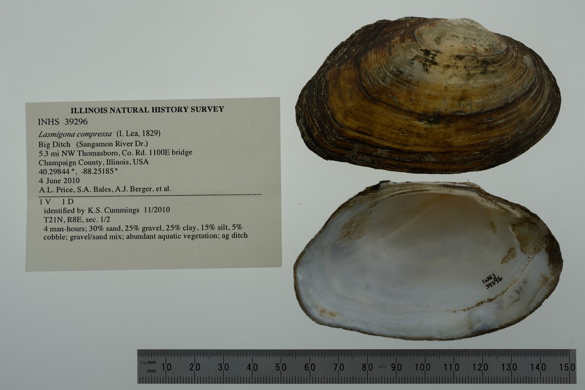Lasmigona compressa image