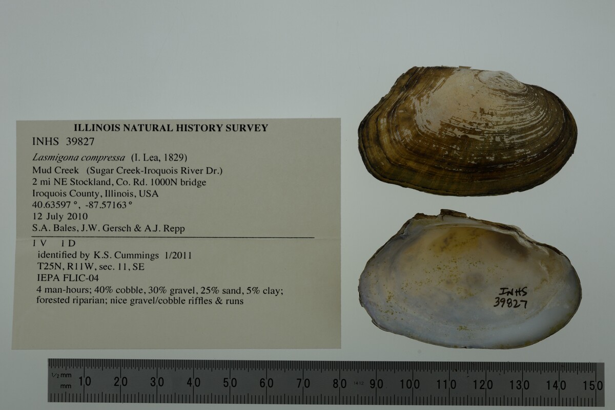 Lasmigona compressa image