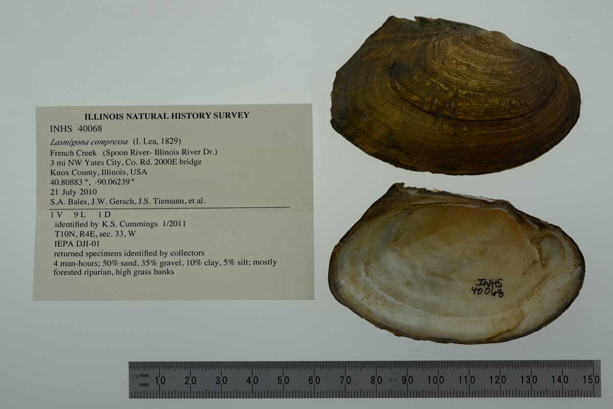 Lasmigona compressa image