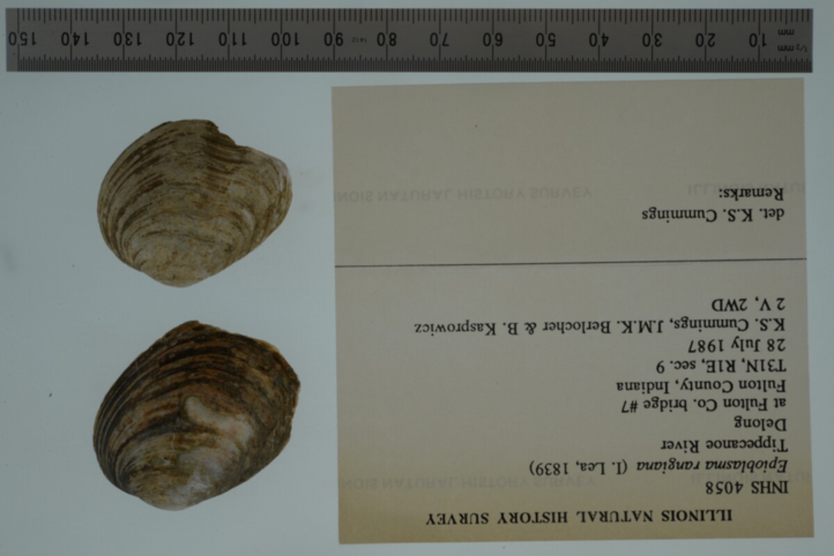 Epioblasma rangiana image