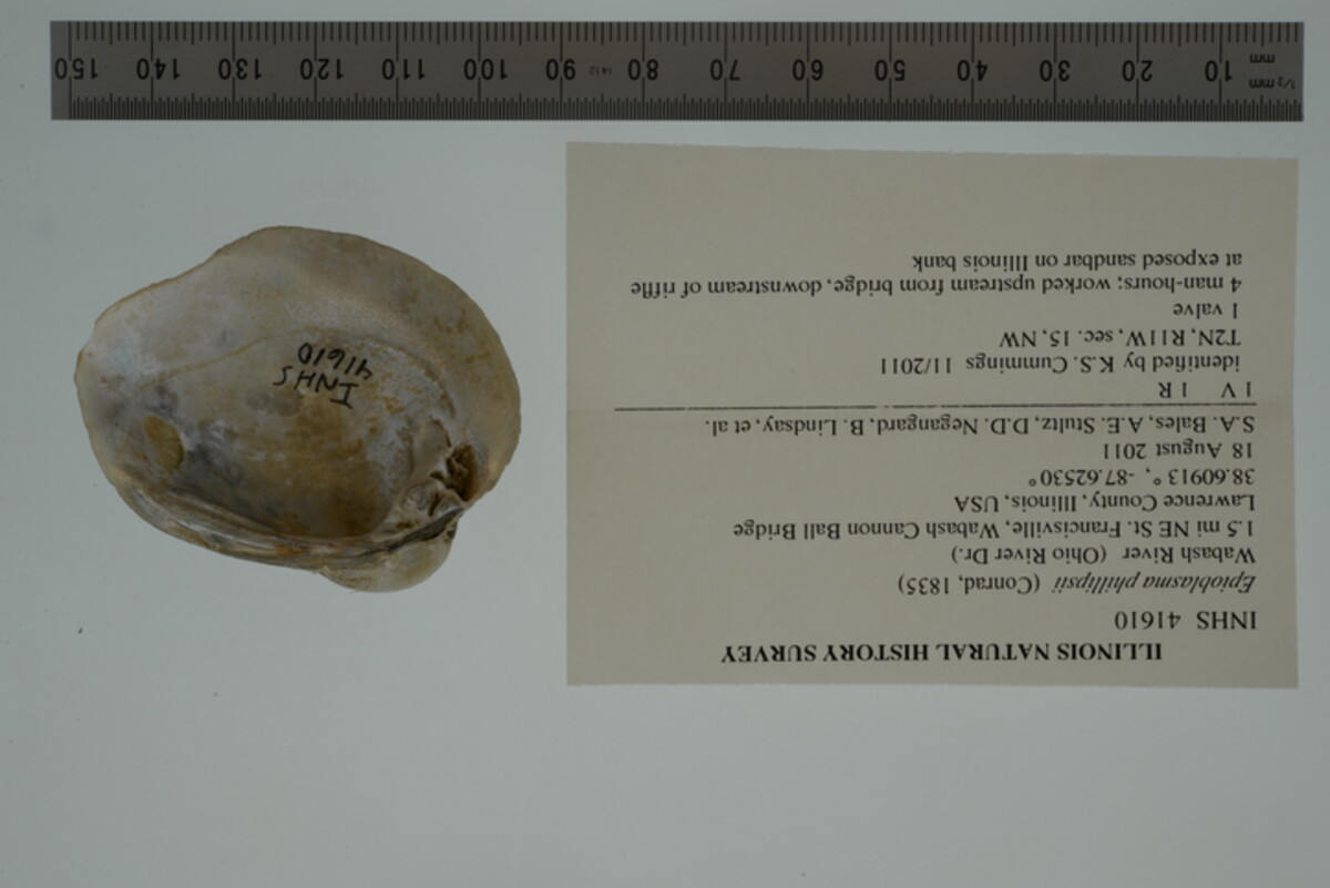 Epioblasma cincinnatiensis image