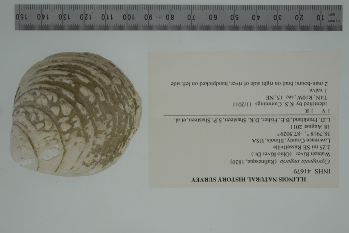 Cyprogenia stegaria image